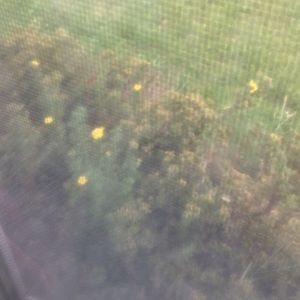 Meet your Posher, Nazarene